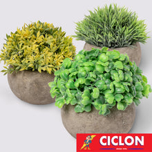 Cargar imagen en el visor de la galería, Planta en maceta de cerámica