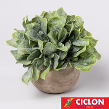 Cargar imagen en el visor de la galería, Planta en maceta de cerámica