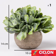 Cargar imagen en el visor de la galería, Planta en maceta de cerámica