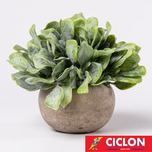 Cargar imagen en el visor de la galería, Planta en maceta de cerámica