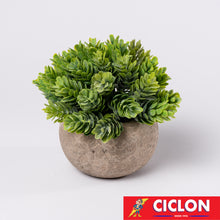 Cargar imagen en el visor de la galería, Planta en maceta de cerámica