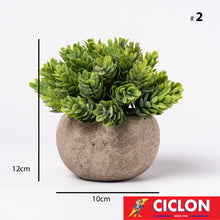 Cargar imagen en el visor de la galería, Planta en maceta de cerámica