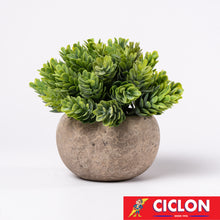 Cargar imagen en el visor de la galería, Planta en maceta de cerámica