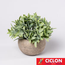 Cargar imagen en el visor de la galería, Planta en maceta de cerámica