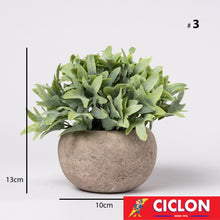 Cargar imagen en el visor de la galería, Planta en maceta de cerámica