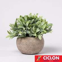 Cargar imagen en el visor de la galería, Planta en maceta de cerámica