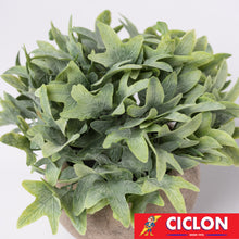 Cargar imagen en el visor de la galería, Planta en maceta de cerámica