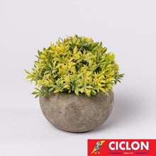 Cargar imagen en el visor de la galería, Planta en maceta de cerámica