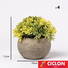 Cargar imagen en el visor de la galería, Planta en maceta de cerámica