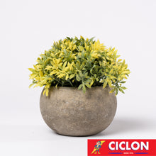 Cargar imagen en el visor de la galería, Planta en maceta de cerámica