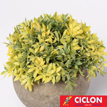 Cargar imagen en el visor de la galería, Planta en maceta de cerámica