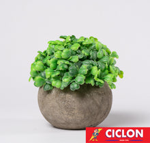 Cargar imagen en el visor de la galería, Planta en maceta de cerámica